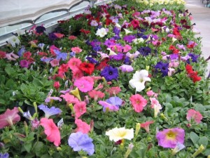 petunias in greenhouse