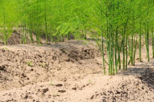 Spargelfeld - asparagus field 19