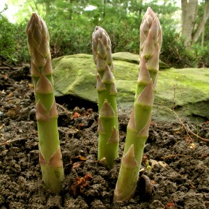 Asparagus emerging