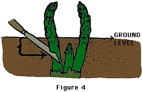 Asparagus harvesting diagram