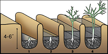 Asparagus planting diagram