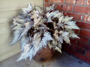 Begonia 'Shadow King Moonlight' on my porch