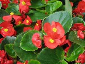 Wax Begonia