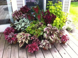 Rex Begonias, Coleus, and Caladium