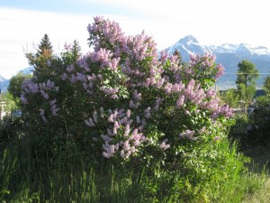 Old lilac in Mackay, Idaho