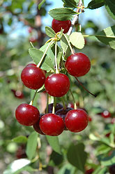 Carmine Jewel Cherries