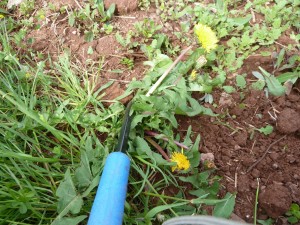 Dandelions came out with ease.