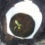 Newly planted broccoli in Grow It Now! protector
