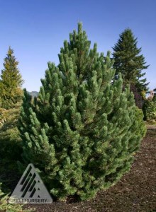 'Tannenbaum' Mugo Pine