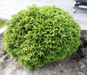 'Little Gem' Spruce in my yard 2012.