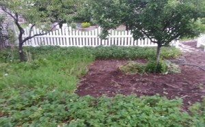 Weeds removed with CobraHoe.