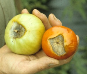 Blossom End Rot Tomato