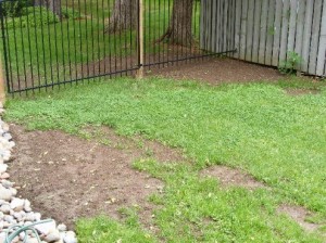 Lawn- Bare Spots