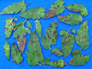 Tomato Early Blight Leaf Examples- Cornell University