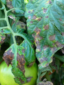 Tomato Early Blight Leaves- Cornell University
