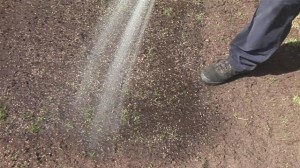 Watering New Lawn