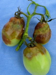 Green tomatoes affected by late blight