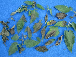 late_blight_tomato_leaves_Cornell