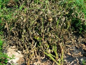 Tomato plant killed by late blight (Cornell University)