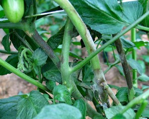 Late Blight stem lesions on tomato