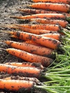 Carrots-harvested