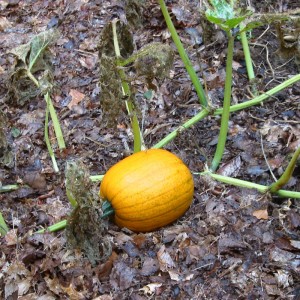 Pumpkin-FrozenVines