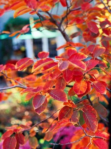 Serviceberry-Autumn Brilliance- Fall Leaves