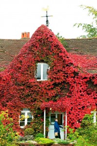 Virginia Creeper- getting a little out of control.