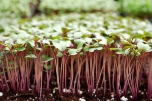 Microgreens growing