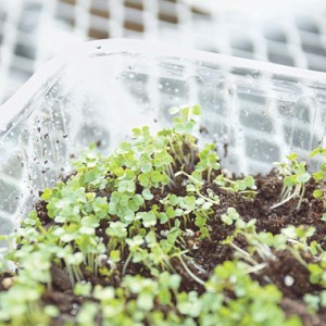 Microgreens growing in clamshell