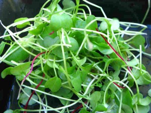 microgreens- NPR photo