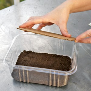 microgreens-growing-flatten soil with cardboard