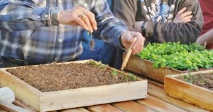 Jim Kennard Transplanting Seedlings Feb 2015 (600x319)