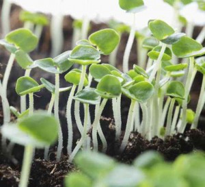 seedlings germinating