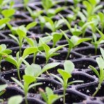 seedlings in cell packs