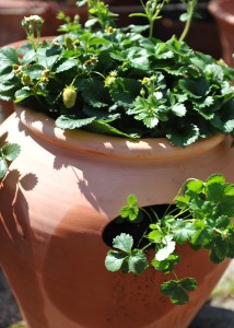 Strawberry Pot with plants
