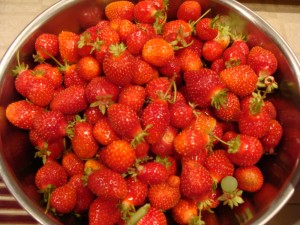 Early October picking of Tribute strawberries from my garden