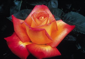 Rose- Love & Peace 2002 AARS