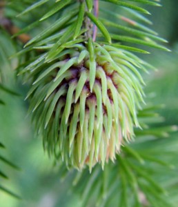 Cooley Spruce Gall- Beginning Stage