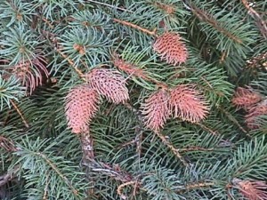 Cooley Spruce Galls