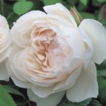 DA Rose Generous Gardener