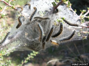 Western Tent Caterpillar Colony