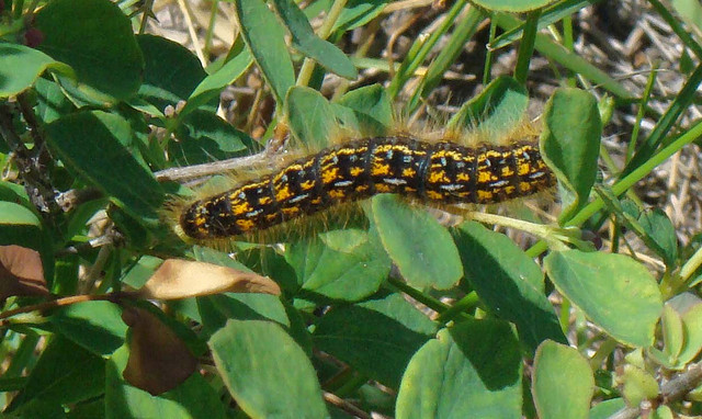 Western Tent Caterpillar
