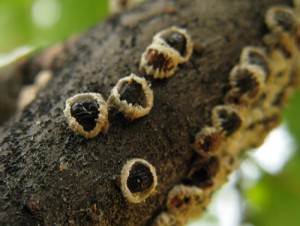 Scale- European Elm