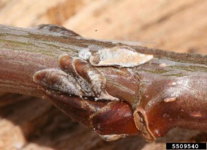 Oystershell Scale in Aspen- Whitney Cranshaw, Colorado State University, Bugwood.org