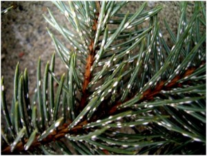 Scale- Pine Needle