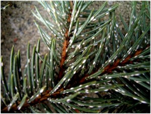 Scale- Pine Needle