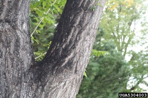 Sooty Mold from Scale on Elm- Whitney Cranshaw, Colorado State University, Bugwood.org