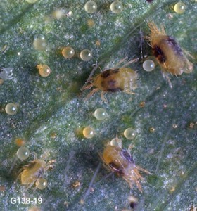Twospotted spider mites and eggs (magnified)