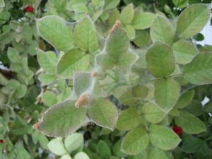 Spider mites on a rose bush